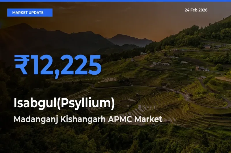 Madanganj Kishangarh APMC Tops Isabgul(Psyllium) Rates – February 24 Market Update