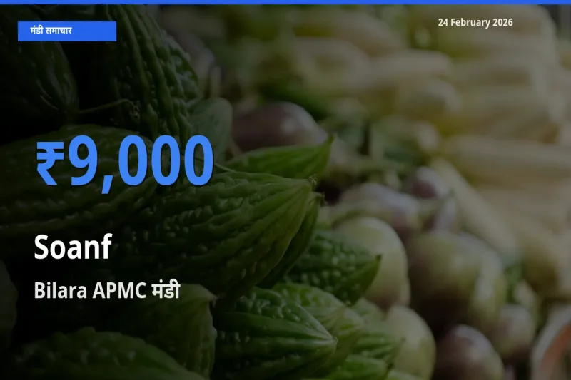 टॉप मंडी बना Bilara APMC! Soanf के सबसे ऊँचे दाम यहीं दर्ज
