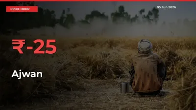 This Mandi Records 25.17% Fall in Ajwan Prices