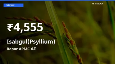 Rapar APMC में इसबगोल ₹4,555 पर गिरा – 30 दिन का न्यूनतम भाव