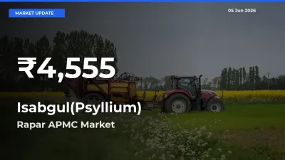 Isabgul(Psyllium) Hits 30-Day Low in Rapar APMC