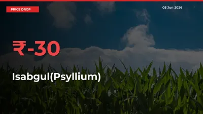 Sharp Fall! Isabgul(Psyllium) Prices Plunge 30.23% in a Day at Key Mandis