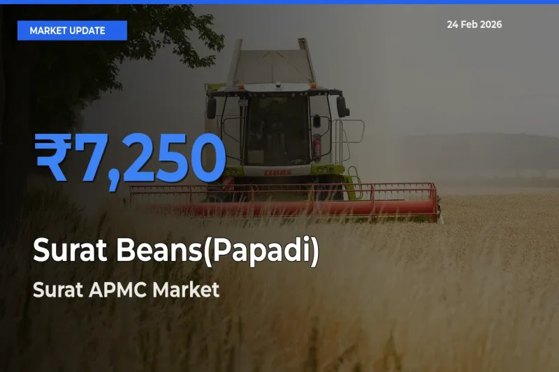 Surat APMC Leads as Top Mandi for Surat Beans(Papadi) Prices