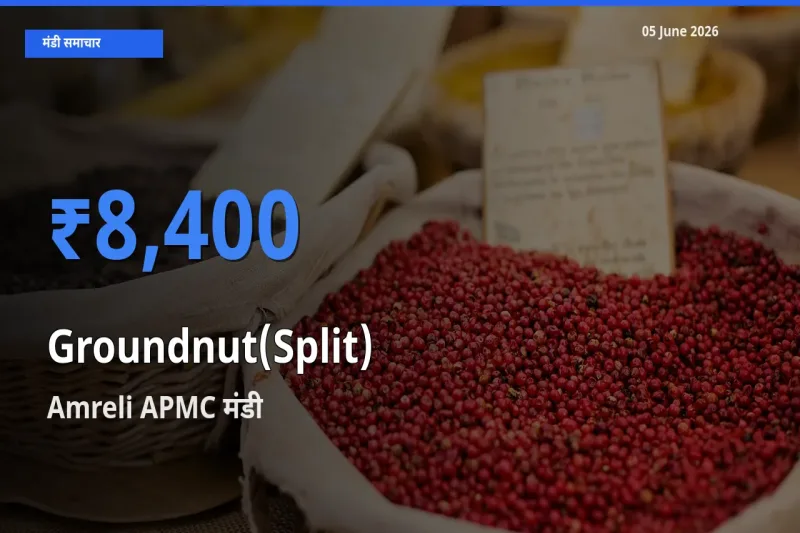 आज का मंडी भाव: मूंगफली दाना (दो फाड़) के सबसे ज़्यादा दाम Amreli APMC में