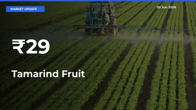 Tamarind Fruit Prices Trend Across 29+ Mandis – Market Direction Turns Clear