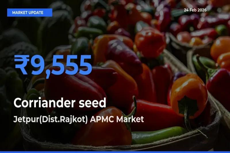 Jetpur(Dist.Rajkot) APMC Tops Corriander seed Mandi Rates Today