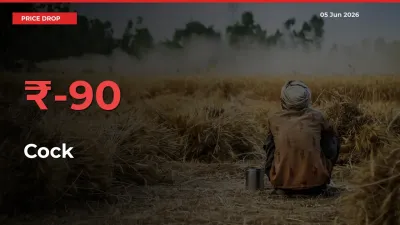 Cock Falls 90.47% at Mandis
