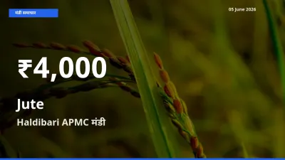 बाज़ार संकेत: जूट के भाव Haldibari APMC में 30 दिन के निचले स्तर पर