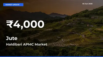 Jute Hits 30-Day Low in Haldibari APMC
