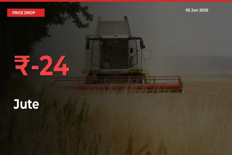 Sudden Shock! Jute Drops 23.89% in 24 Hours at Top Mandis