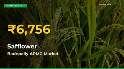 Safflower Price Hits New High in Badepally APMC Today – Check Latest Mandi Rates
