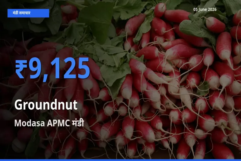 आज मूंगफली के सबसे ज़्यादा दाम Modasa APMC मंडी में दर्ज