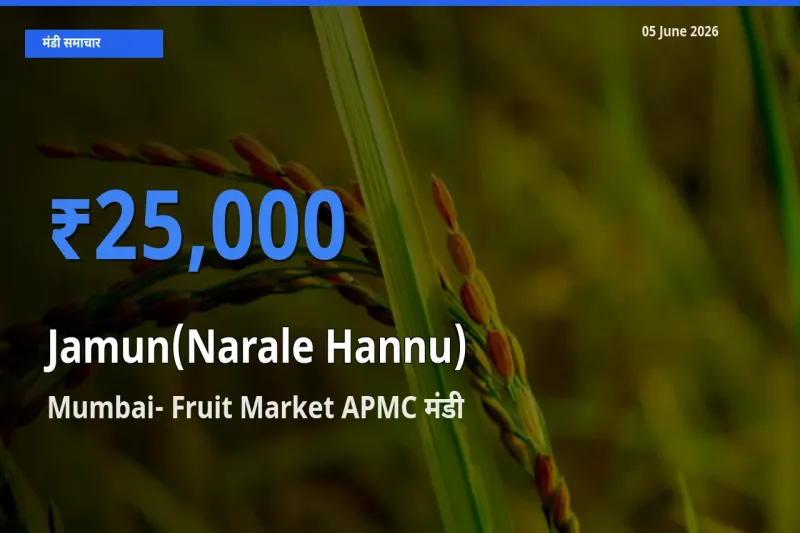 किसानों की पसंद बना Mumbai- Fruit Market APMC, जामुन (नाराले हन्नू) के सबसे अच्छे दाम