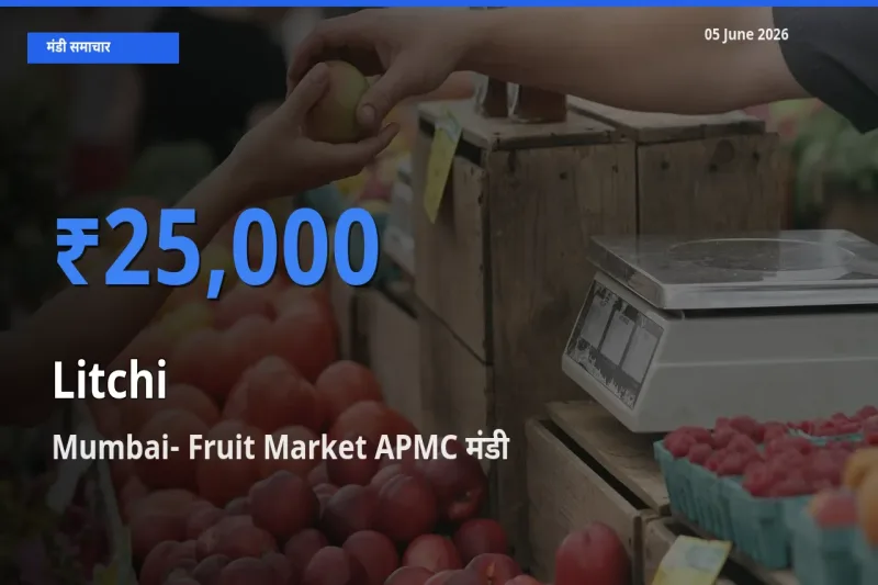 टॉप मंडी बना Mumbai- Fruit Market APMC! लीची के सबसे ऊँचे दाम यहीं दर्ज
