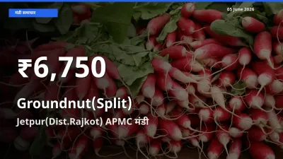तेज़ गिरावट! Jetpur(Dist.Rajkot) APMC में मूंगफली दाना (दो फाड़) के दाम 30 दिन के निचले स्तर पर