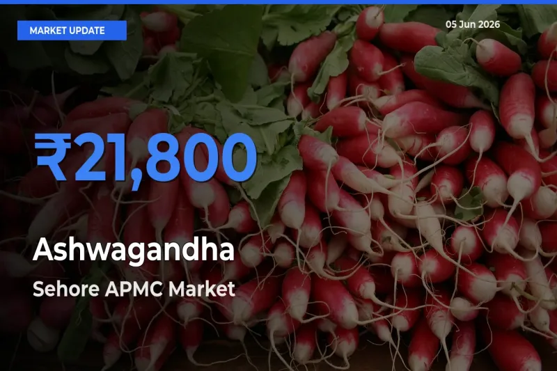 Sehore APMC Offers ₹21,800 – Highest Ashwagandha Rate Today
