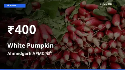 तेज़ गिरावट! Ahmedgarh APMC में सफ़ेद कद्दू के दाम 30 दिन के निचले स्तर पर