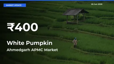 White Pumpkin Hits 30-Day Low in Ahmedgarh APMC