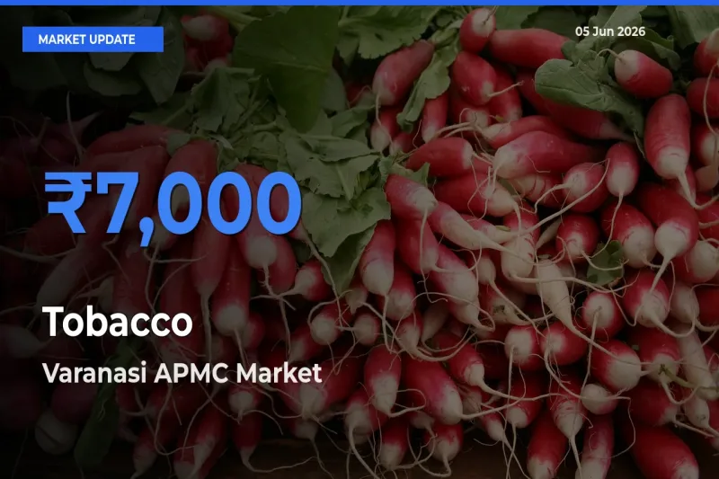 Varanasi APMC Tops Tobacco Rates – June 05 Market Update