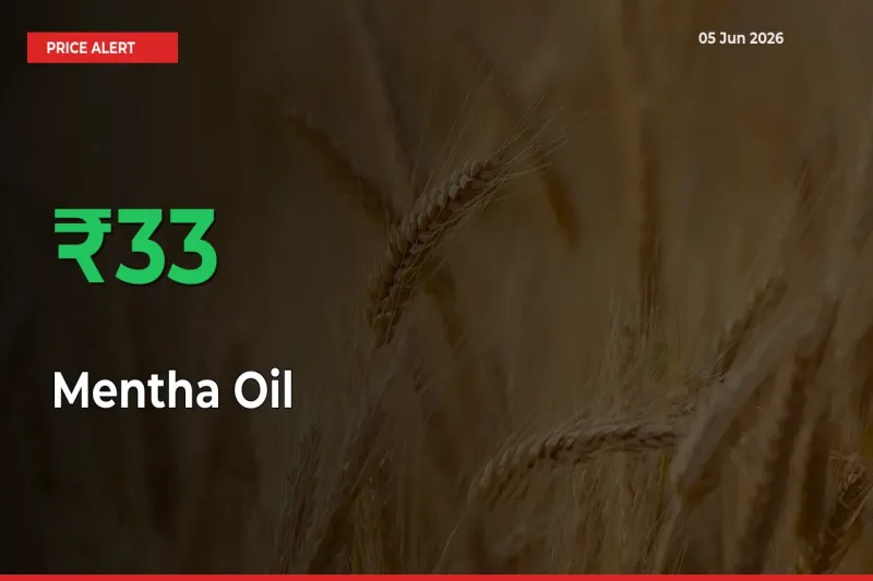 Sharp Jump! Mentha Oil Prices Climb 32.54% in 24 Hours at Key Mandis