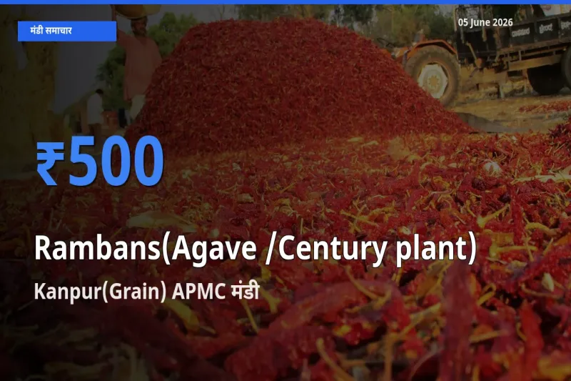 Kanpur(Grain) APMC मंडी में आज रामबाँस के सबसे ऊँचे दाम दर्ज