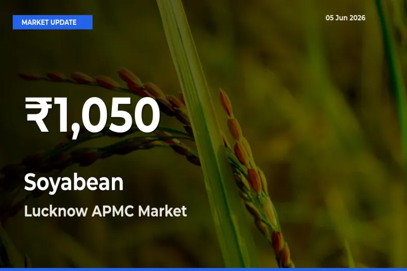Soyabean Hits 30-Day Low in Lucknow APMC