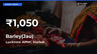 Big Drop! Barley(Jau) Slides to 30-Day Low at Lucknow APMC
