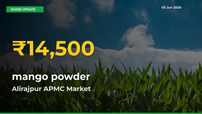 mango powder Mandi Rate Surges Today in Alirajpur APMC – Highest Level in 30 Days