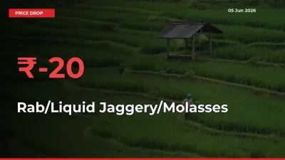 Farmers Alert as Rab/Liquid Jaggery/Molasses Prices Slide 19.8% in Local Mandis