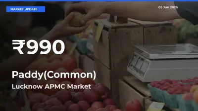 Sharp Fall! Paddy(Common) Prices Drop to 30-Day Low in Lucknow APMC