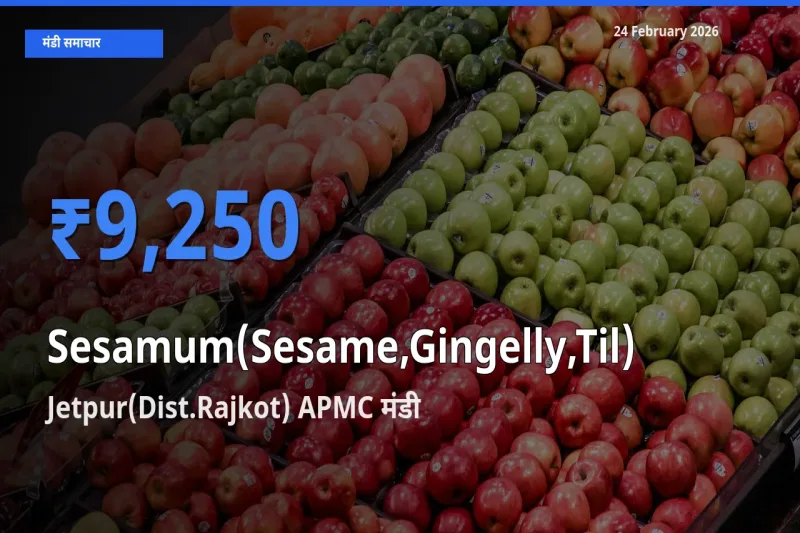 किसानों की पसंद बना Jetpur(Dist.Rajkot) APMC, Sesamum(Sesame,Gingelly,Til) के सबसे अच्छे दाम