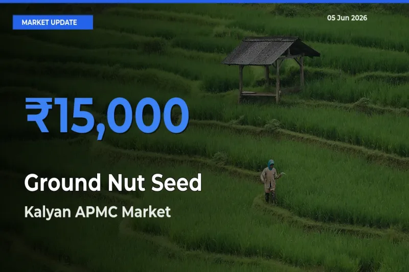 Kalyan APMC Leads as Top Mandi for Ground Nut Seed Prices