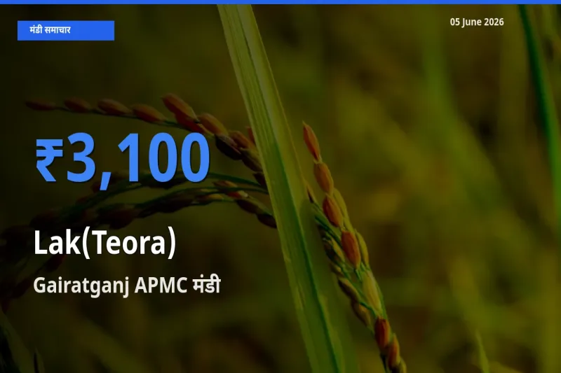 05 June अपडेट: लाक(टेओरा) के सबसे ऊँचे दाम Gairatganj APMC मंडी में