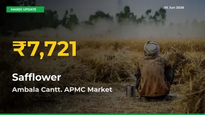 Safflower Price Hits New High in Ambala Cantt. APMC Today – Check Latest Mandi Rates