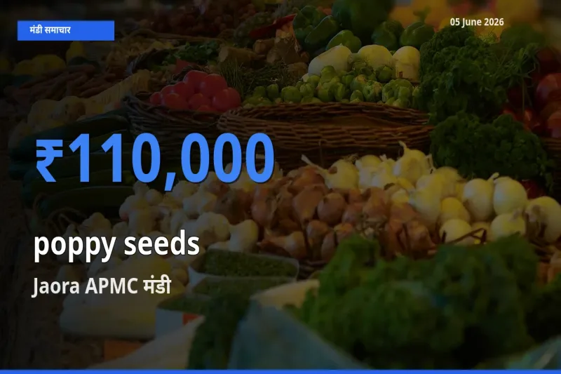 आज खसखस के सबसे ज़्यादा दाम Jaora APMC मंडी में दर्ज