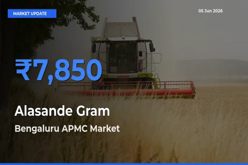 Bengaluru APMC Records Highest ₹7,850 Rate for Alasande Gram
