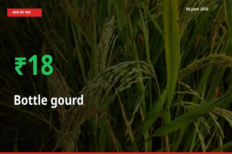 06 June अपडेट: लौकी के दाम मंडी में 18.38% उछले