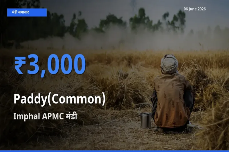 बाज़ार संकेत: Imphal APMC बना धान (सामान्य) के लिए आज की टॉप मंडी