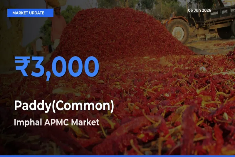 Farmers Prefer Imphal APMC as Paddy(Common) Hits Highest Rate