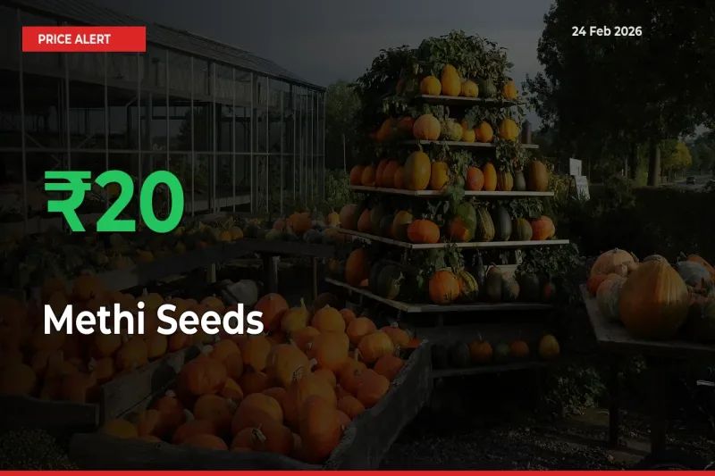 Methi Seeds Mandi Rate Today: Prices Jump 19.81% at Market