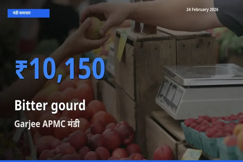 आज का मंडी भाव: Bitter gourd के सबसे ज़्यादा दाम Garjee APMC में