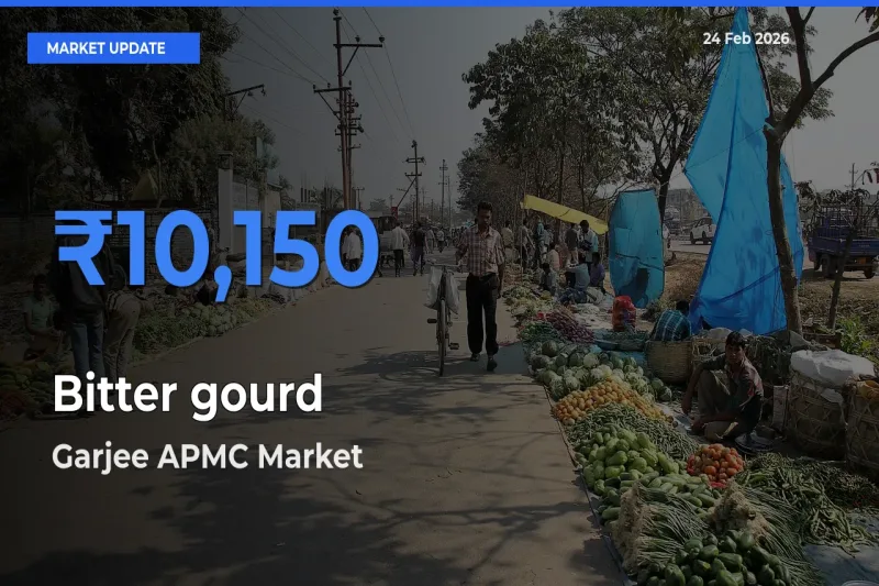 Garjee APMC Leads as Top Mandi for Bitter gourd Prices