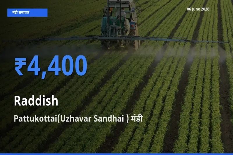 आज मूली के सबसे ऊँचे दाम ₹4,400 Pattukottai(Uzhavar Sandhai ) मंडी में