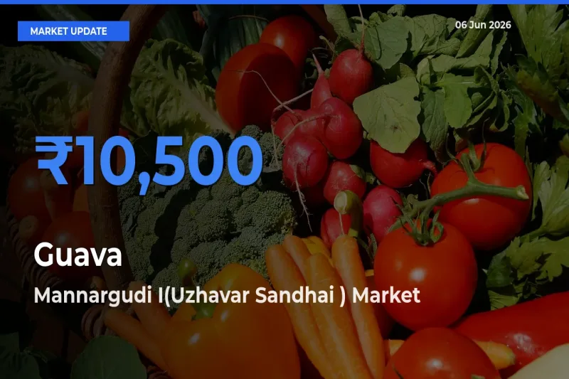 Top Performer! Mannargudi I(Uzhavar Sandhai ) Offers Best Guava Price Today