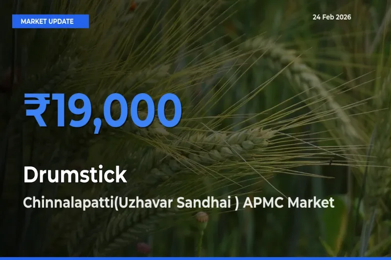 Chinnalapatti(Uzhavar Sandhai ) APMC Emerges as Top Mandi for Drumstick Prices Today