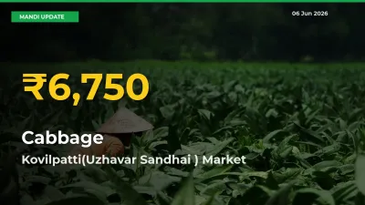 Why Cabbage Prices Are Climbing in Kovilpatti(Uzhavar Sandhai ) – Today’s New High Explained