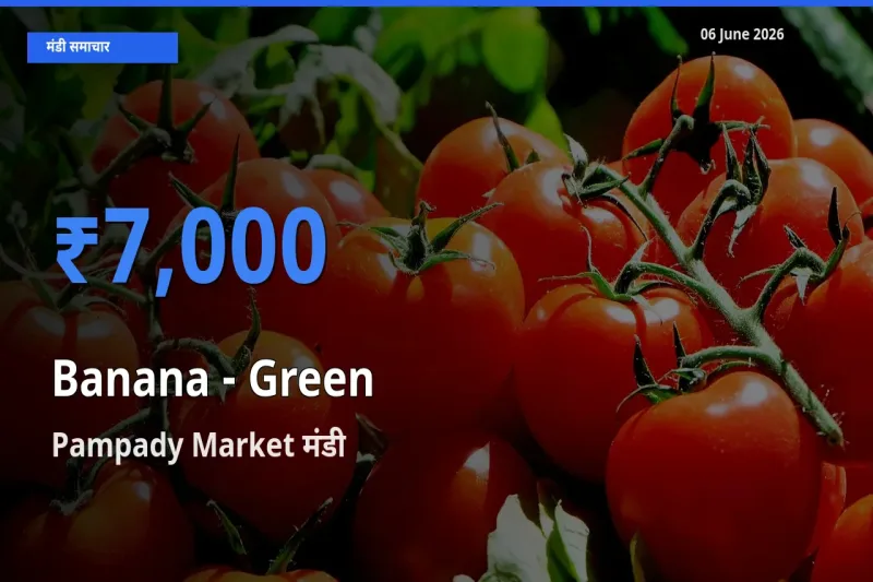 आज का मंडी भाव: केला - हरा के सबसे ज़्यादा दाम Pampady Market में