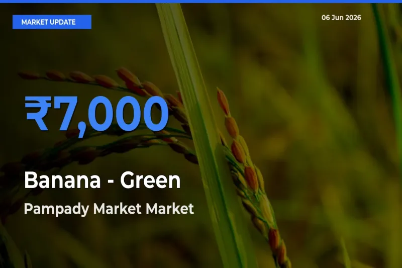 Top Performer! Pampady Market Offers Best Banana - Green Price Today