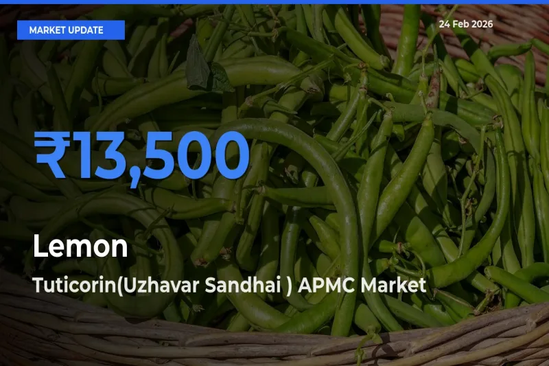 Market Watch: Tuticorin(Uzhavar Sandhai ) APMC Becomes Top Mandi for Lemon