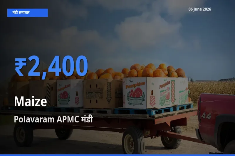 आज मक्का के सबसे ज़्यादा दाम Polavaram APMC मंडी में दर्ज